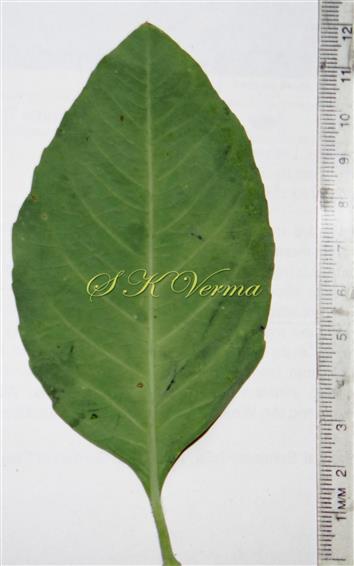  Leaf (Adaxial view)